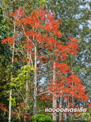 ต้นแดงออสเตรเลีย (Illawarra Flame Tree) ไม้ยืนต้นใบทรงเมเปิ้ล ออกดอกสีแดงสดเต็มต้นในสวน
