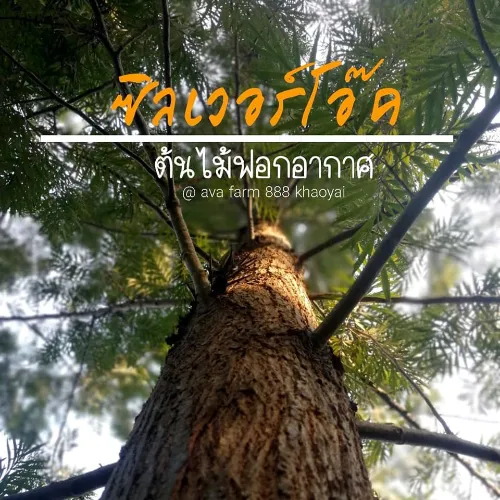 ต้นซิลเวอร์โอ๊ค (Silver Oak) ทรงพุ่มสวย ใบสีเขียวอมเงิน ปลูกเป็นแนวรั้วเพิ่มมูลค่าที่ดินและดูดซับคาร์บอน