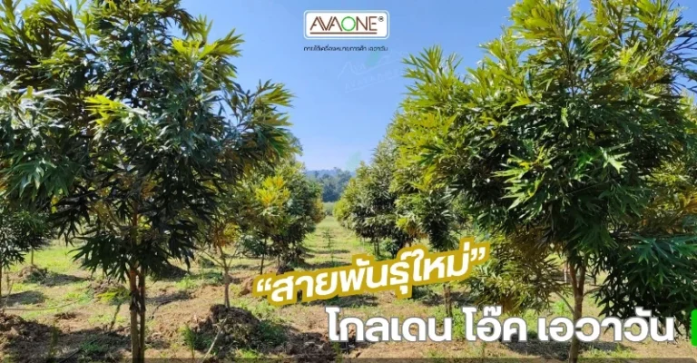 โกลเดน โอ๊ค เอวาวัน (GOLDEN OAK AVAONE)