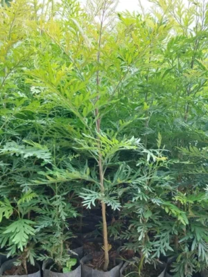Silver Oak Seedlings2 ต้นกล้าซิลเวอร์โอ๊ค AVAONE