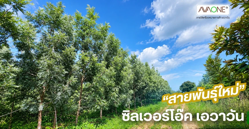 ซิลเวอร์โอ๊คไม้พร้อมขุด
